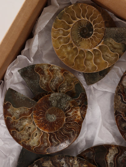 Ammonite Pairs Set of 4 - Expert Wholesale and Supplier of Wholesale Crystals & Bulk Gemstones, []