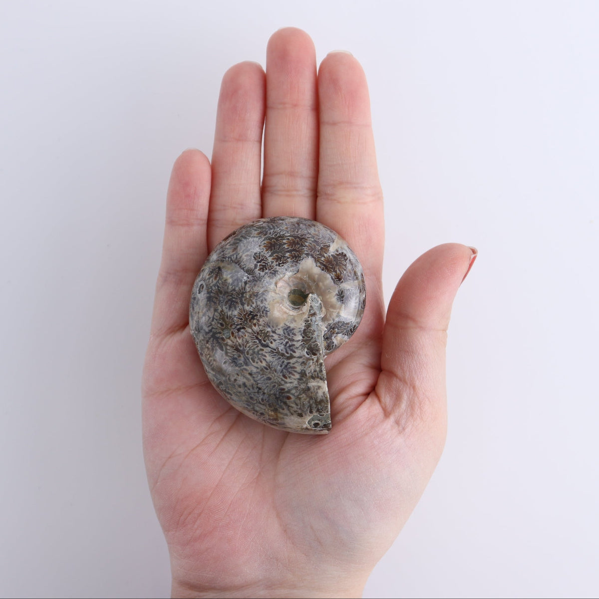 Ammonite Shells Set of 4
