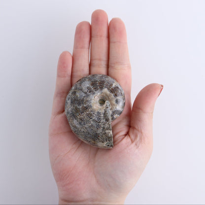 Ammonite Shells Set of 4