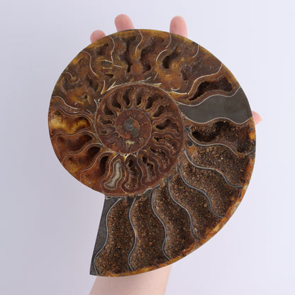 Ammonite Pair - Expert Wholesale and Supplier of Wholesale Crystals & Bulk Gemstones, ["Ammonite","close_30","Madagascar","shells"]