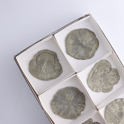 Pyrite Suns Flat of 6 - Expert Wholesale and Supplier of Wholesale Crystals & Bulk Gemstones, ["Pyrite","Suns","United States"]