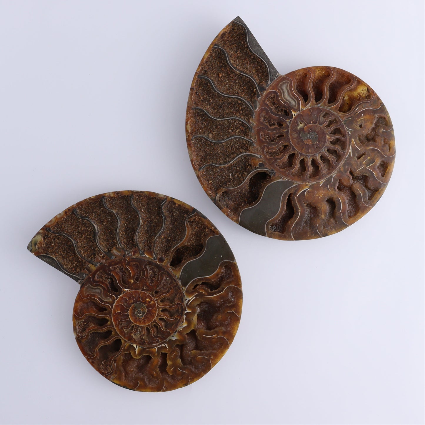Ammonite Pair - Expert Wholesale and Supplier of Wholesale Crystals & Bulk Gemstones, ["Ammonite","close_30","Madagascar","shells"]