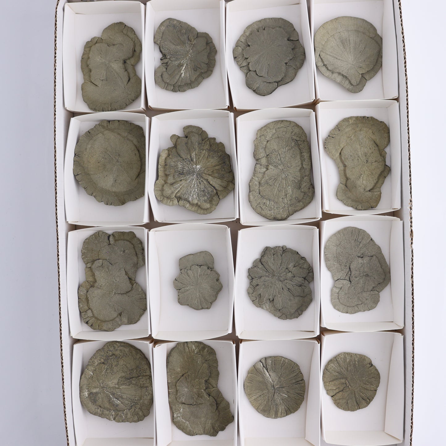 Pyrite Suns Flat of 16 - Expert Wholesale and Supplier of Wholesale Crystals & Bulk Gemstones, ["Pyrite","Suns","United States"]