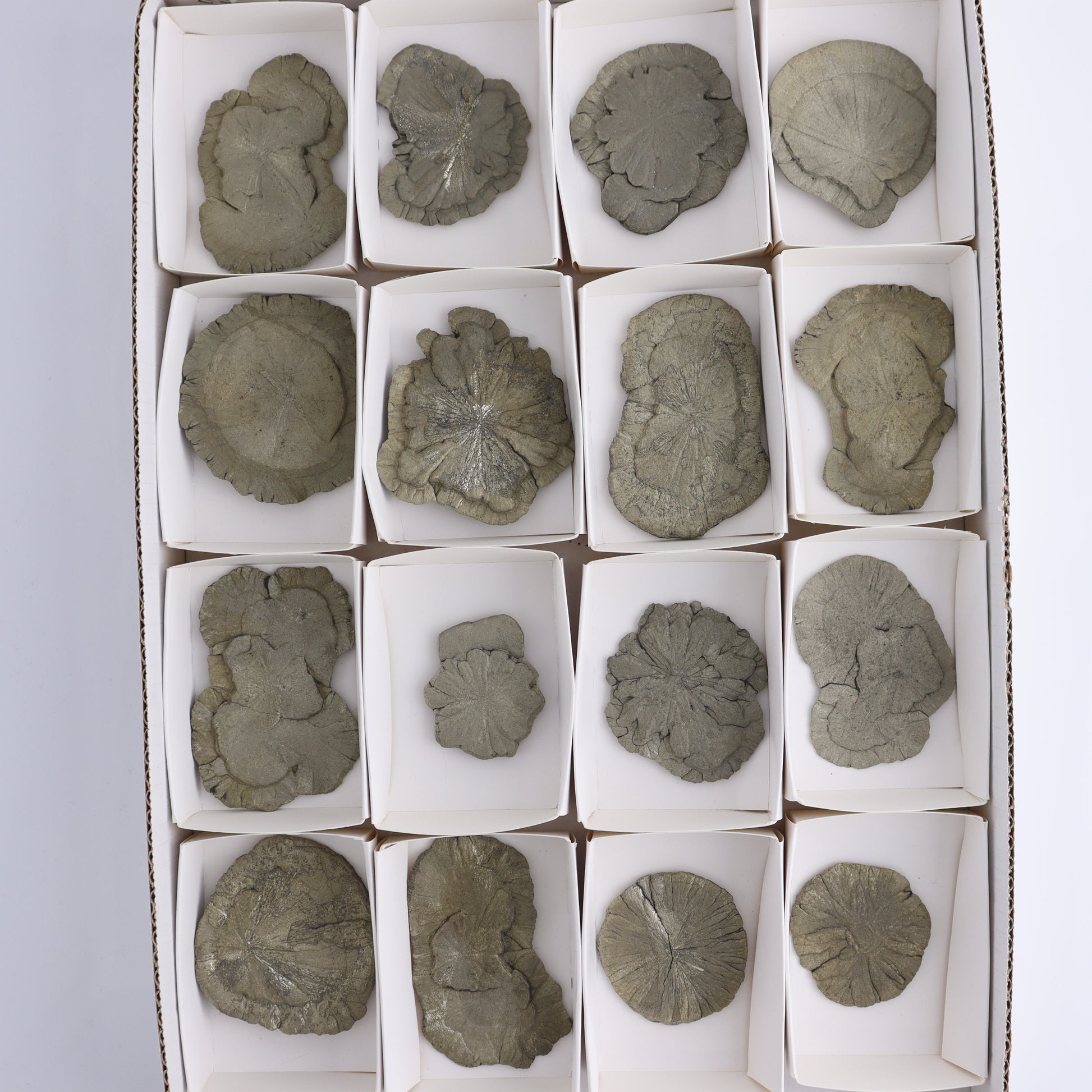 Pyrite Suns Flat of 16 - Expert Wholesale and Supplier of Wholesale Crystals & Bulk Gemstones, ["Pyrite","Suns","United States"]