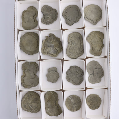 Pyrite Suns Flat of 16 - Expert Wholesale and Supplier of Wholesale Crystals & Bulk Gemstones, ["Pyrite","Suns","United States"]