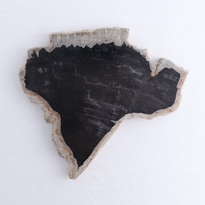 Petrified Wood Slices & Slabs Set of 4