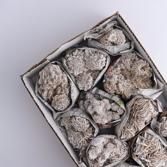 Desert Rose Set of 11 - Expert Wholesale and Supplier of Wholesale Crystals & Bulk Gemstones, ["Desert Rose","Freeforms","Morocco"]