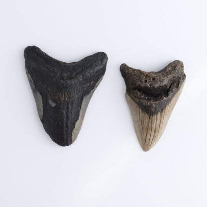 Megalodon Teeth Set of 6 - wholesale crystals