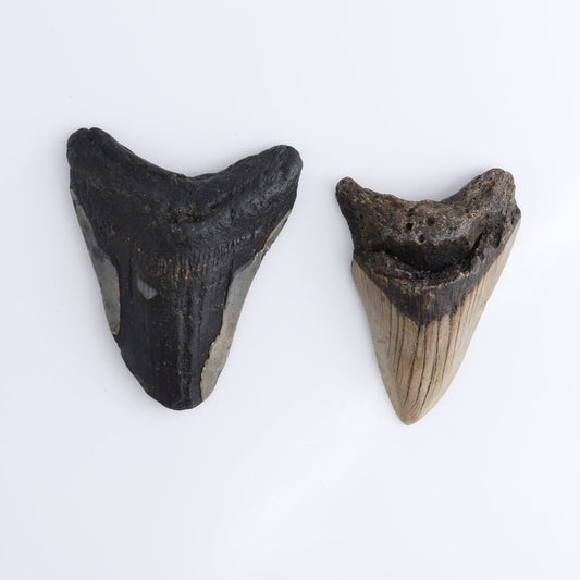 Megalodon Teeth Set of 6 - wholesale crystals