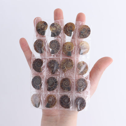 One 10 Pairs Mini Ammonite Set