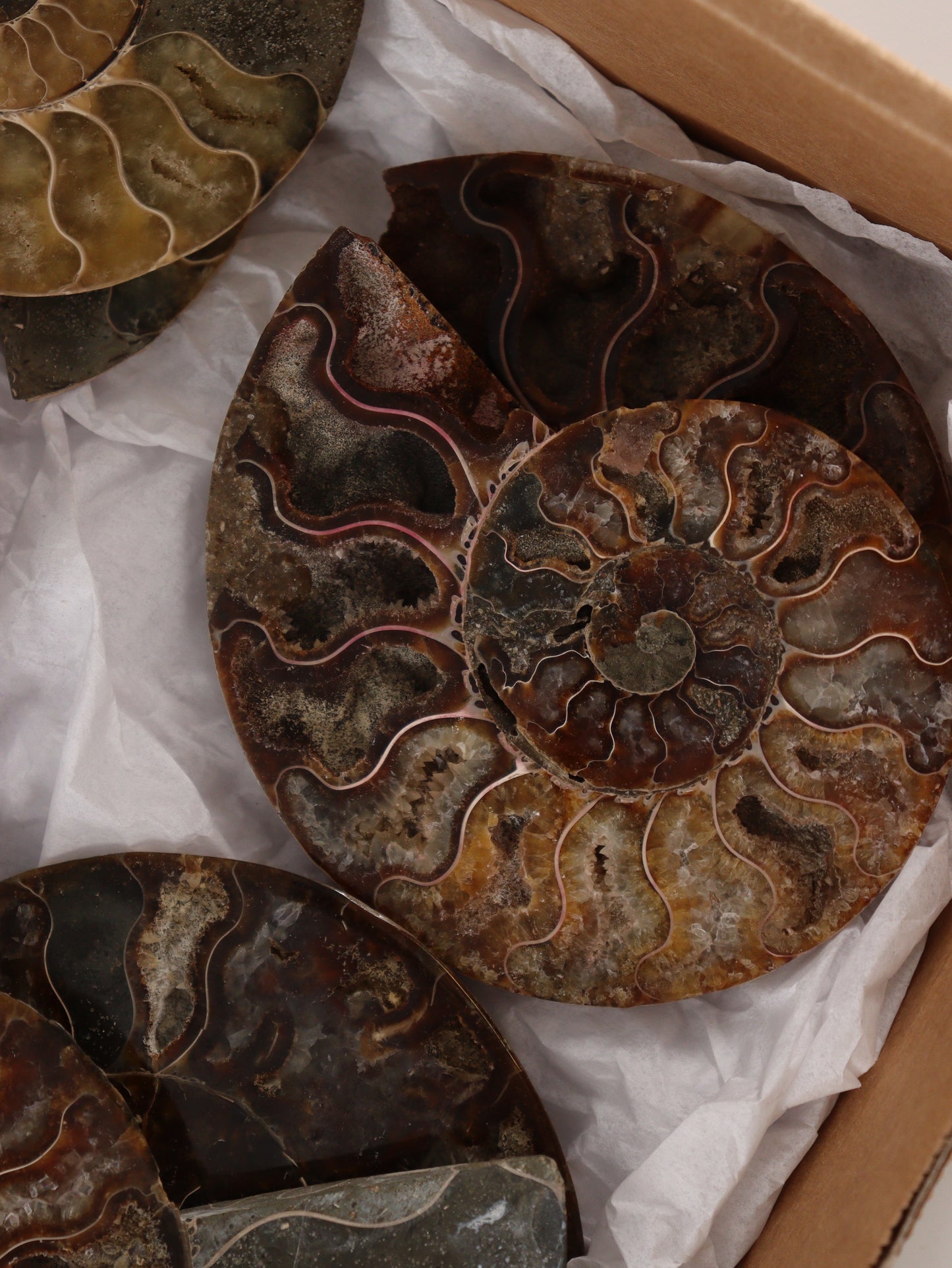 Ammonite Pairs Set of 4 - Expert Wholesale and Supplier of Wholesale Crystals & Bulk Gemstones, []