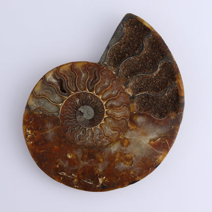 Ammonite Pair - Expert Wholesale and Supplier of Wholesale Crystals & Bulk Gemstones, ["Ammonite","Madagascar","shells"]