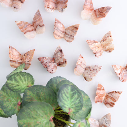 One Crazy Lace Agate Butterfly - Expert Wholesale and Supplier of Wholesale Crystals & Bulk Gemstones, ["Agate","Butterflies","Butterfly","Crazy Lace Agate"]