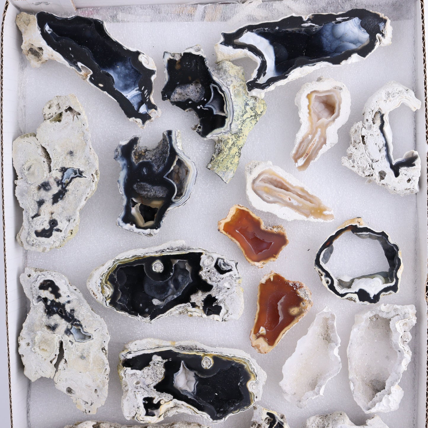 Agatized Coral Flat - Expert Wholesale and Supplier of Wholesale Crystals & Bulk Gemstones, ["Agate","Agatized Coral","Coral","United States"]