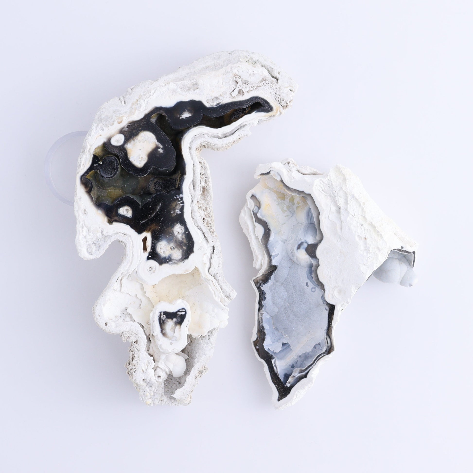 Agatized Coral Flat - Expert Wholesale and Supplier of Wholesale Crystals & Bulk Gemstones, ["Agate","Agatized Coral","Coral","United States"]