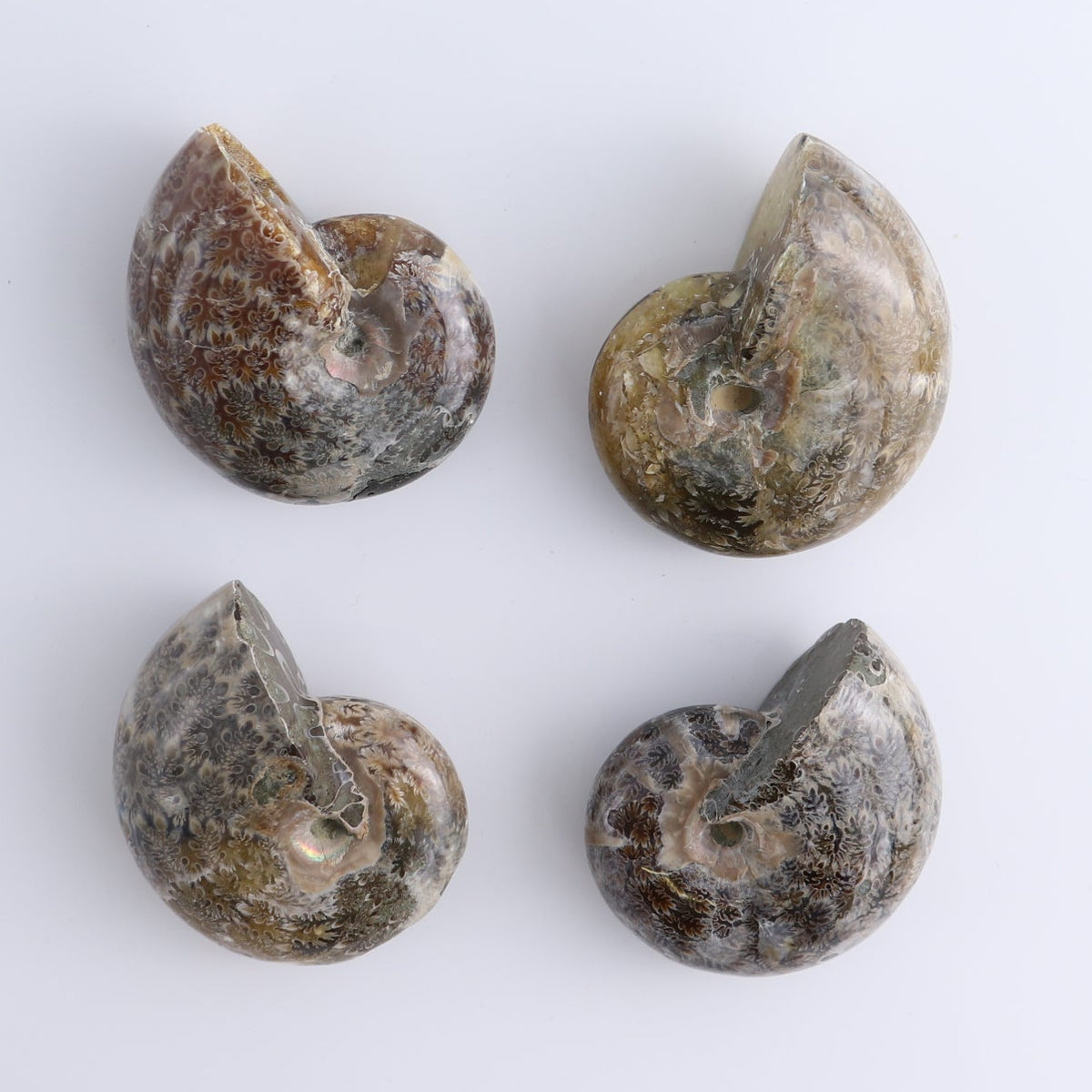 Ammonite Shells Set of 4