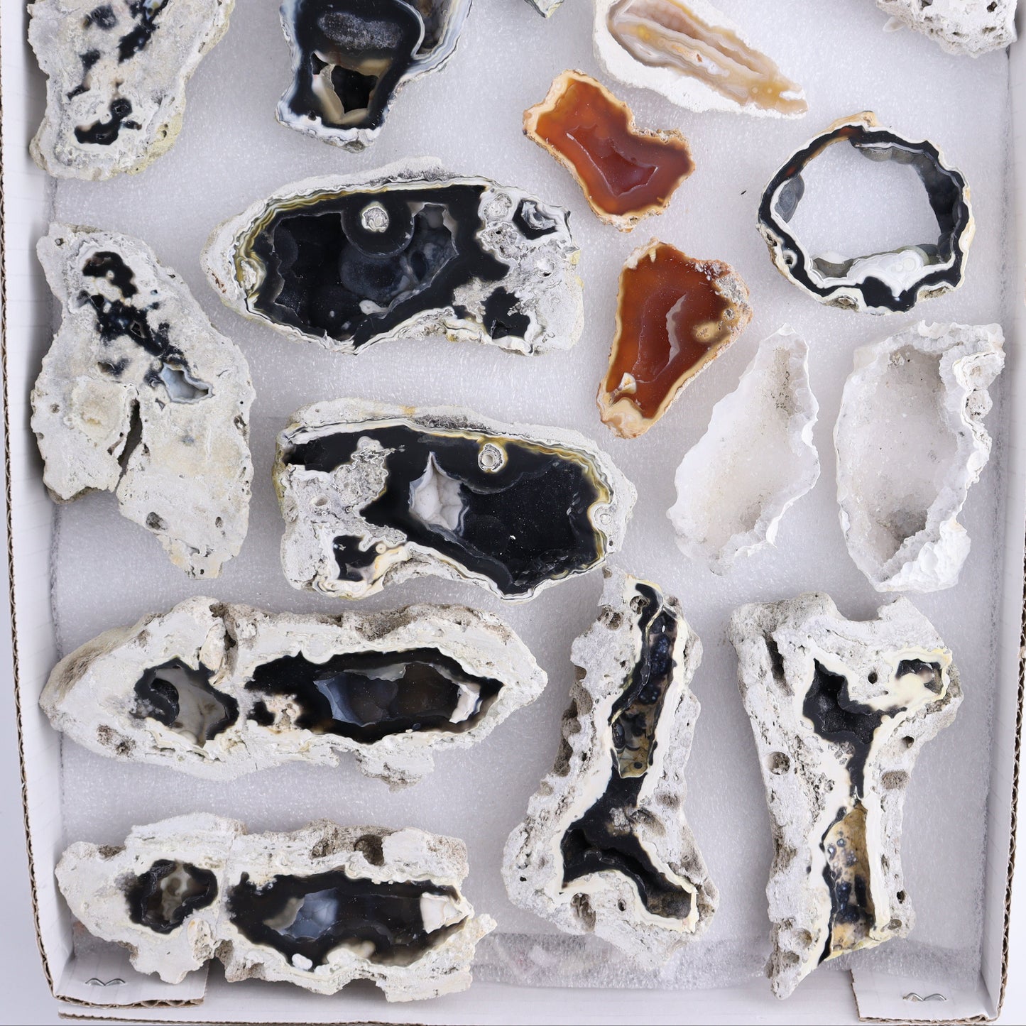 Agatized Coral Flat - Expert Wholesale and Supplier of Wholesale Crystals & Bulk Gemstones, ["Agate","Agatized Coral","Coral","United States"]