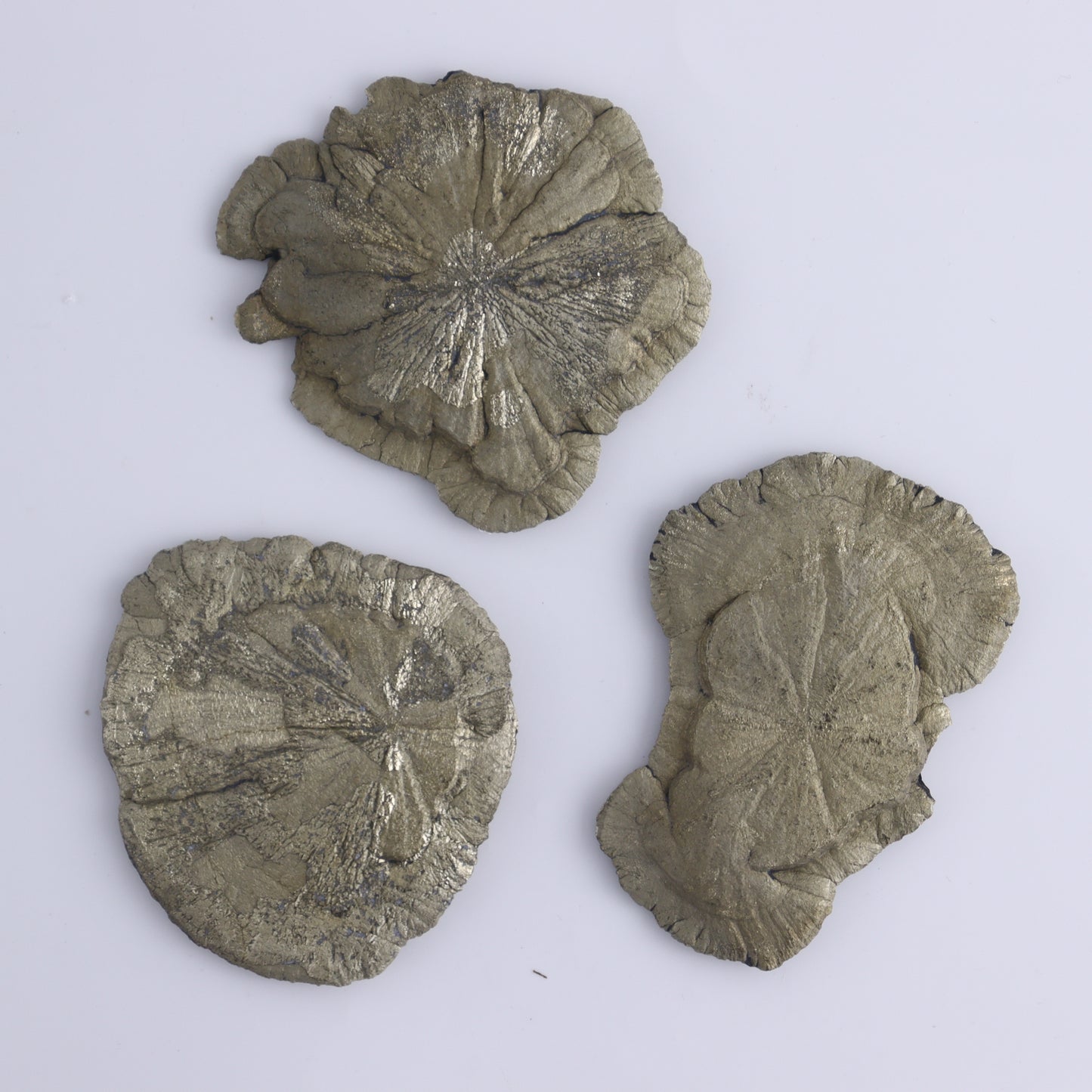 Pyrite Suns Flat of 16 - Expert Wholesale and Supplier of Wholesale Crystals & Bulk Gemstones, ["Pyrite","Suns","United States"]