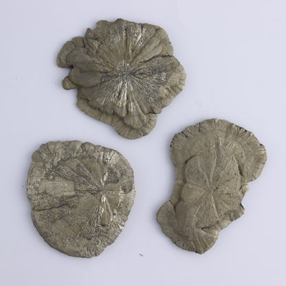 Pyrite Suns Flat of 16 - Expert Wholesale and Supplier of Wholesale Crystals & Bulk Gemstones, ["Pyrite","Suns","United States"]