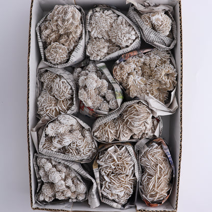 Desert Rose Set of 11 - Expert Wholesale and Supplier of Wholesale Crystals & Bulk Gemstones, ["Desert Rose","Freeforms","Morocco"]