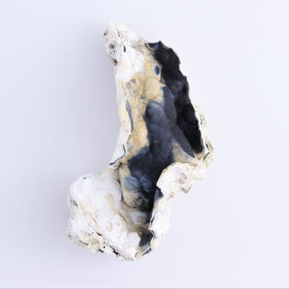 Agatized Coral Flat - Expert Wholesale and Supplier of Wholesale Crystals & Bulk Gemstones, ["Agate","Agatized Coral","Coral","United States"]