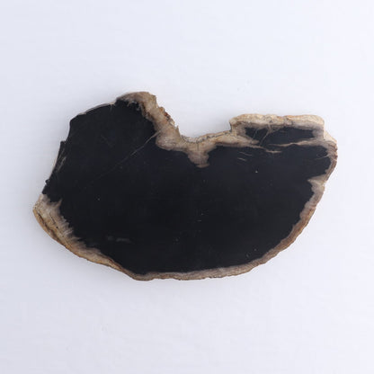 Petrified Wood Slices & Slabs Set of 4