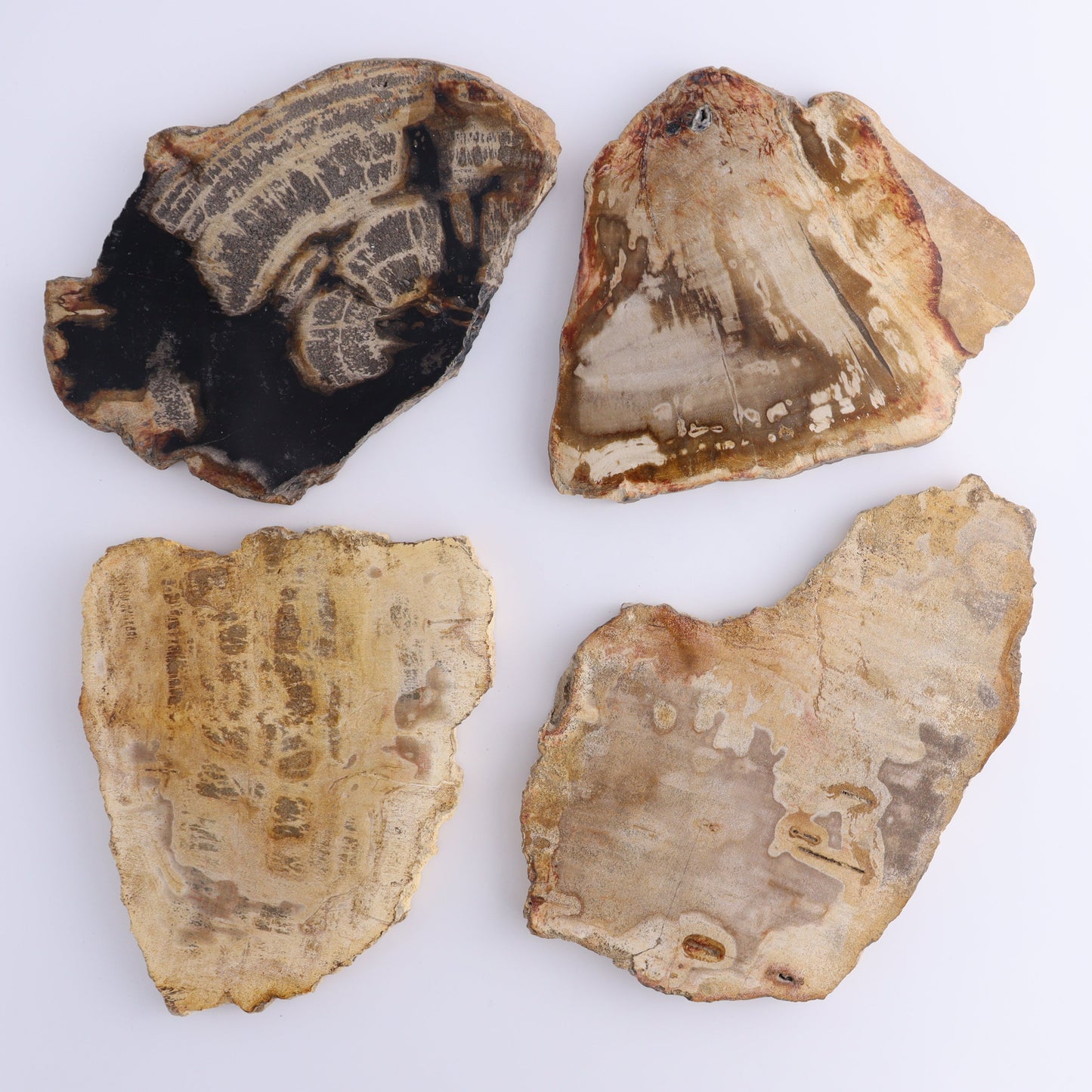 Petrified Wood Slices & Slabs Set of 4 - Expert Wholesale and Supplier of Wholesale Crystals & Bulk Gemstones, ["Freeforms","Indonesia","Petrified Wood","Slices and Slabs"]