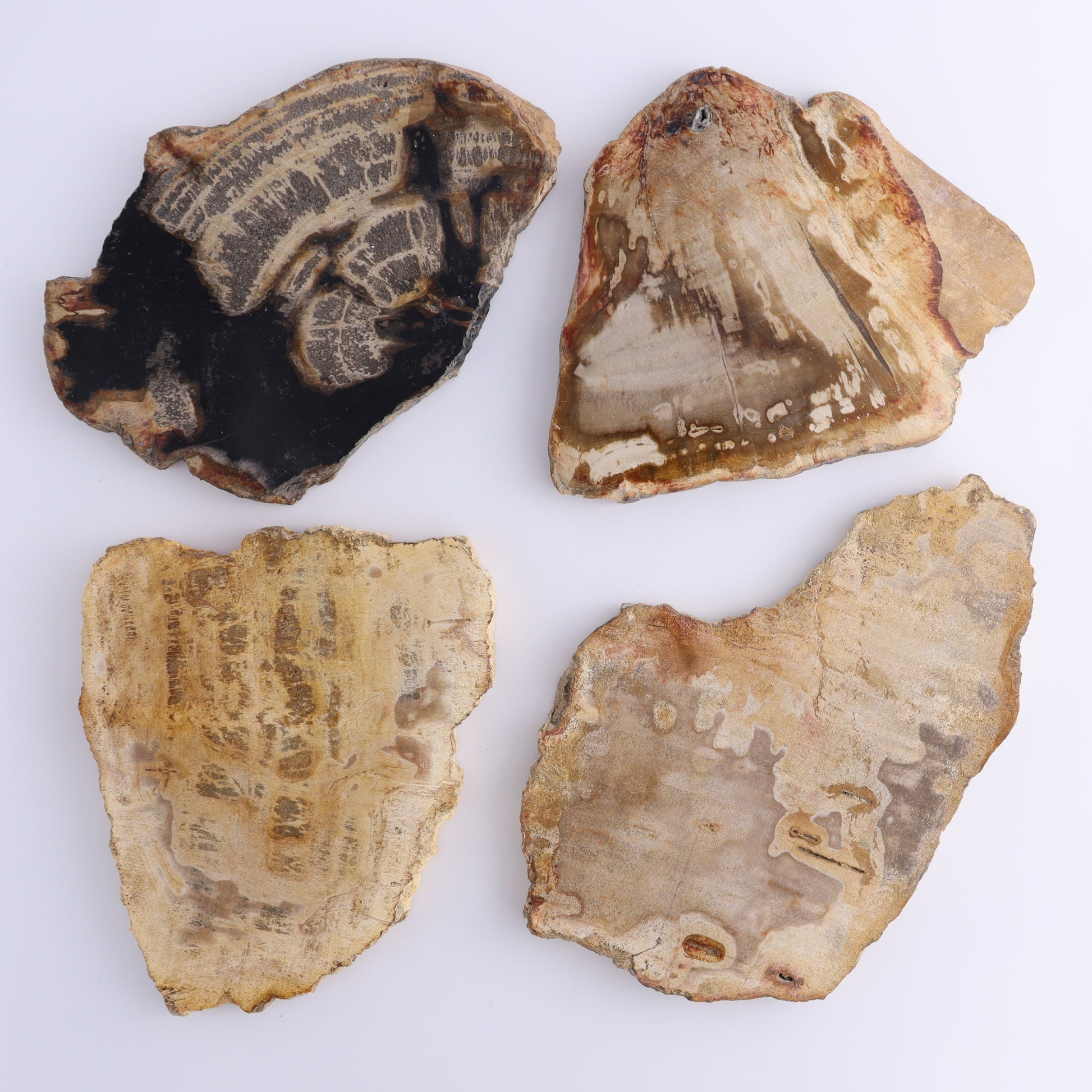 Petrified Wood Slices & Slabs Set of 4 - Expert Wholesale and Supplier of Wholesale Crystals & Bulk Gemstones, ["Freeforms","Indonesia","Petrified Wood","Slices and Slabs"]