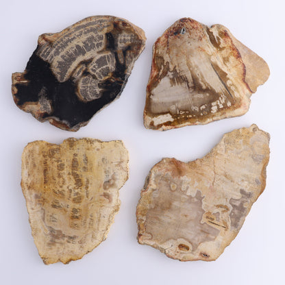 Petrified Wood Slices & Slabs Set of 4 - Expert Wholesale and Supplier of Wholesale Crystals & Bulk Gemstones, ["Freeforms","Indonesia","Petrified Wood","Slices and Slabs"]