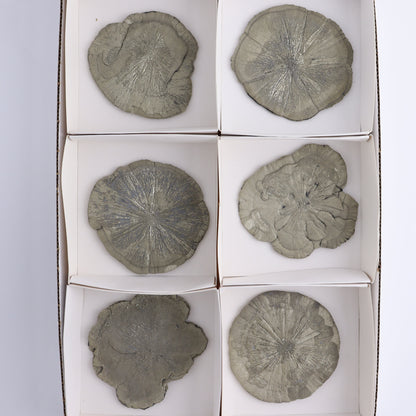 Pyrite Suns Flat of 6 - Expert Wholesale and Supplier of Wholesale Crystals & Bulk Gemstones, ["Pyrite","Suns","United States"]