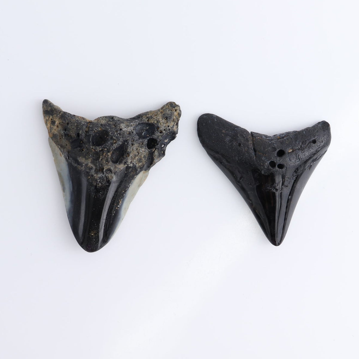 Megalodon Teeth Set of 6 - wholesale crystals