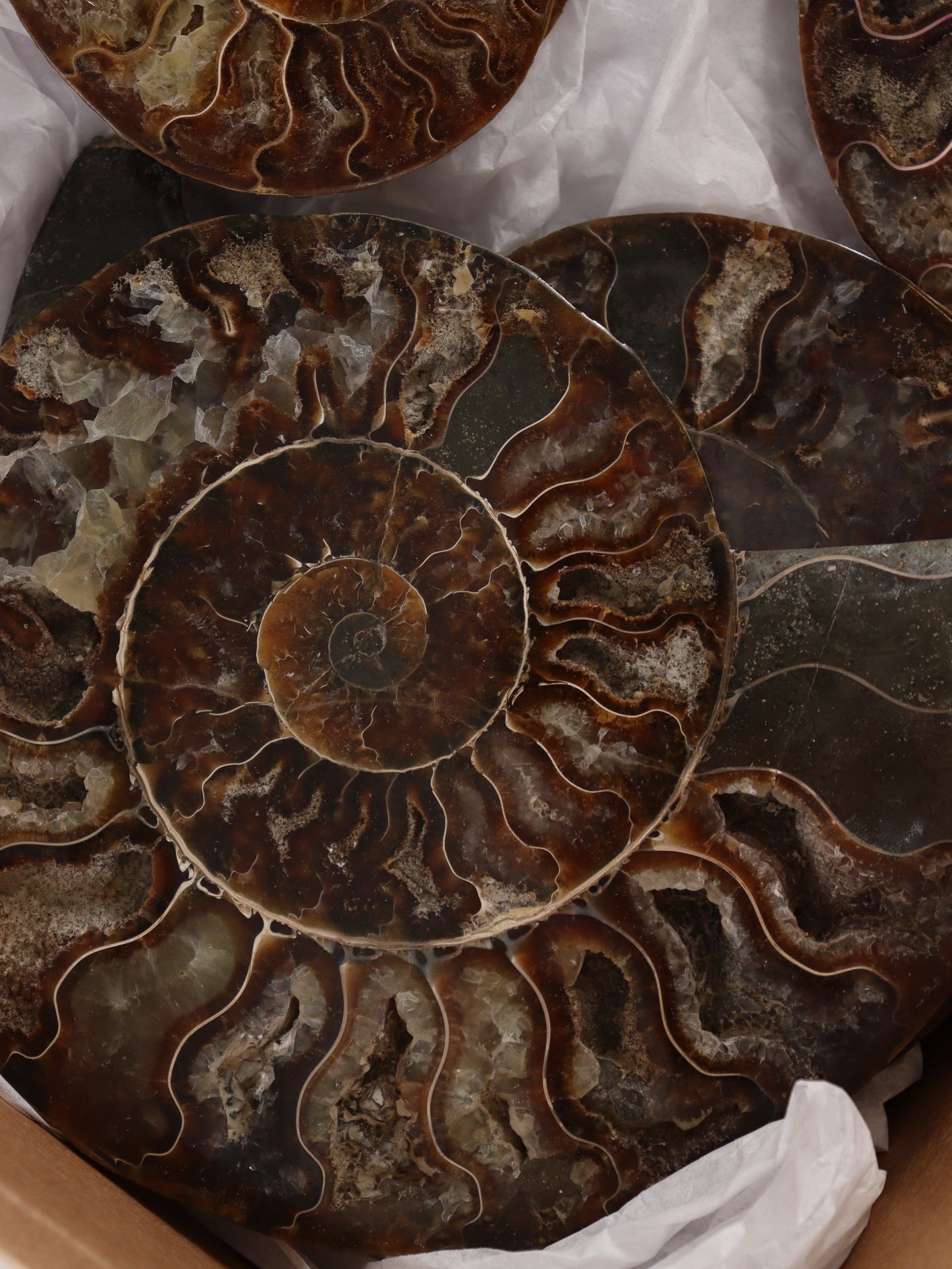 Ammonite Pairs Set of 4 - Expert Wholesale and Supplier of Wholesale Crystals & Bulk Gemstones, []