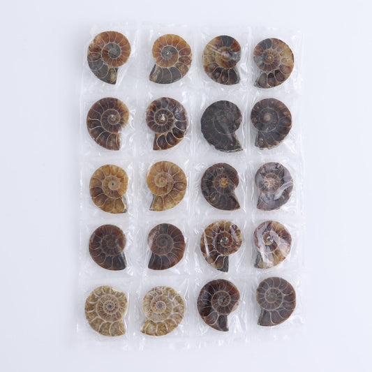 One 10 Pairs Mini Ammonite Set