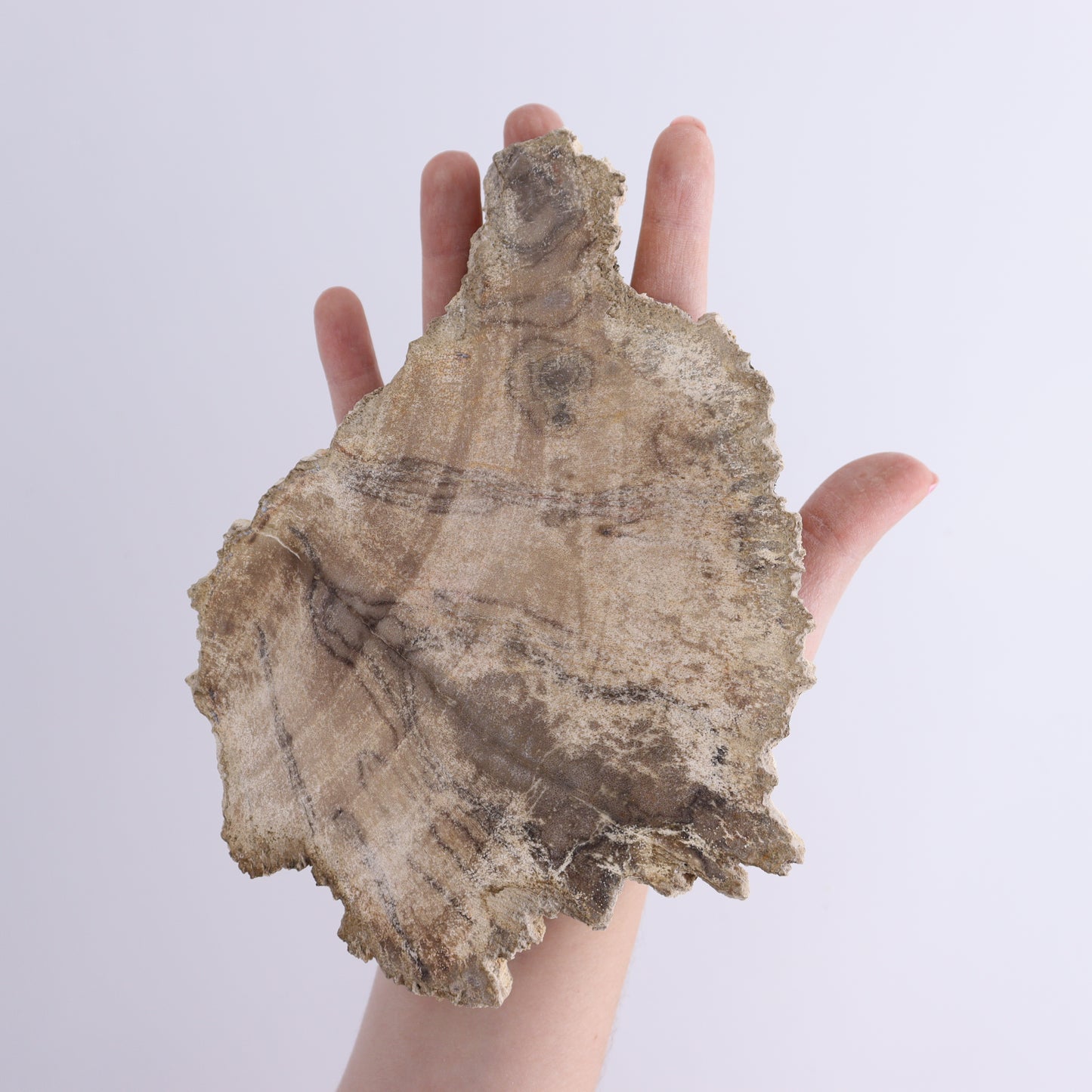 Petrified Wood Slices & Slabs Set of 3 - Expert Wholesale and Supplier of Wholesale Crystals & Bulk Gemstones, ["close_30","Freeforms","Indonesia","Petrified Wood","Slices and Slabs"]