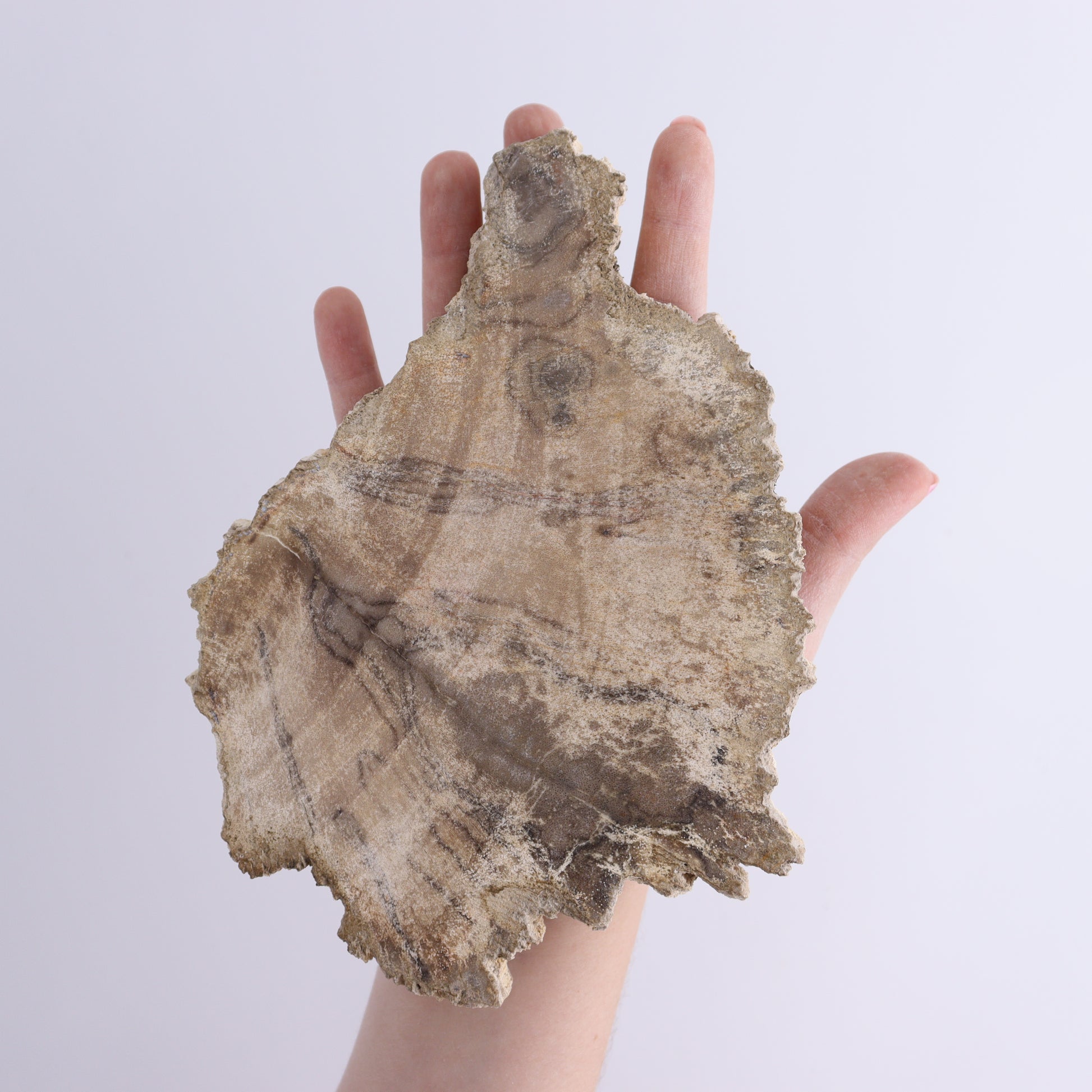Petrified Wood Slices & Slabs Set of 3 - Expert Wholesale and Supplier of Wholesale Crystals & Bulk Gemstones, ["close_30","Freeforms","Indonesia","Petrified Wood","Slices and Slabs"]