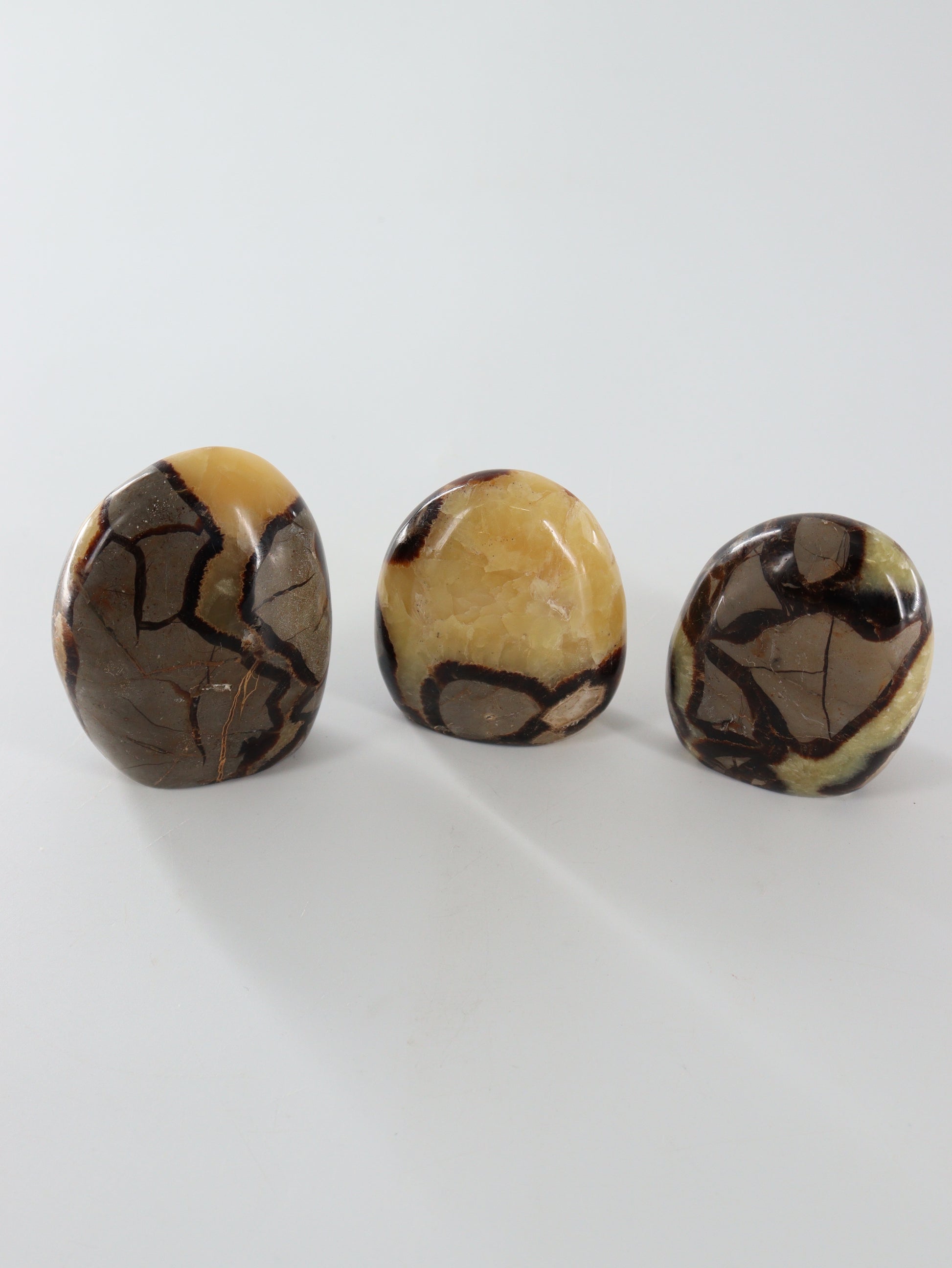 Septarian Freeforms Set of 12 - Expert Wholesale and Supplier of Wholesale Crystals & Bulk Gemstones, []