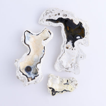 Agatized Coral Flat - Expert Wholesale and Supplier of Wholesale Crystals & Bulk Gemstones, ["Agate","Agatized Coral","Coral","United States"]