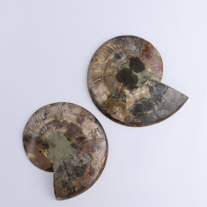 Ammonite Pair - Expert Wholesale and Supplier of Wholesale Crystals & Bulk Gemstones, ["Ammonite","close_30","Madagascar","shells"]