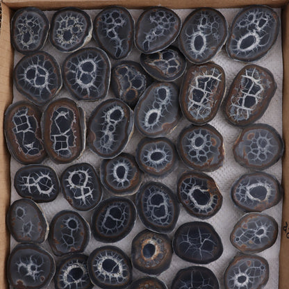 Septarian Geodes Flat - Expert Wholesale and Supplier of Wholesale Crystals & Bulk Gemstones, ["Geodes","Septarian"]