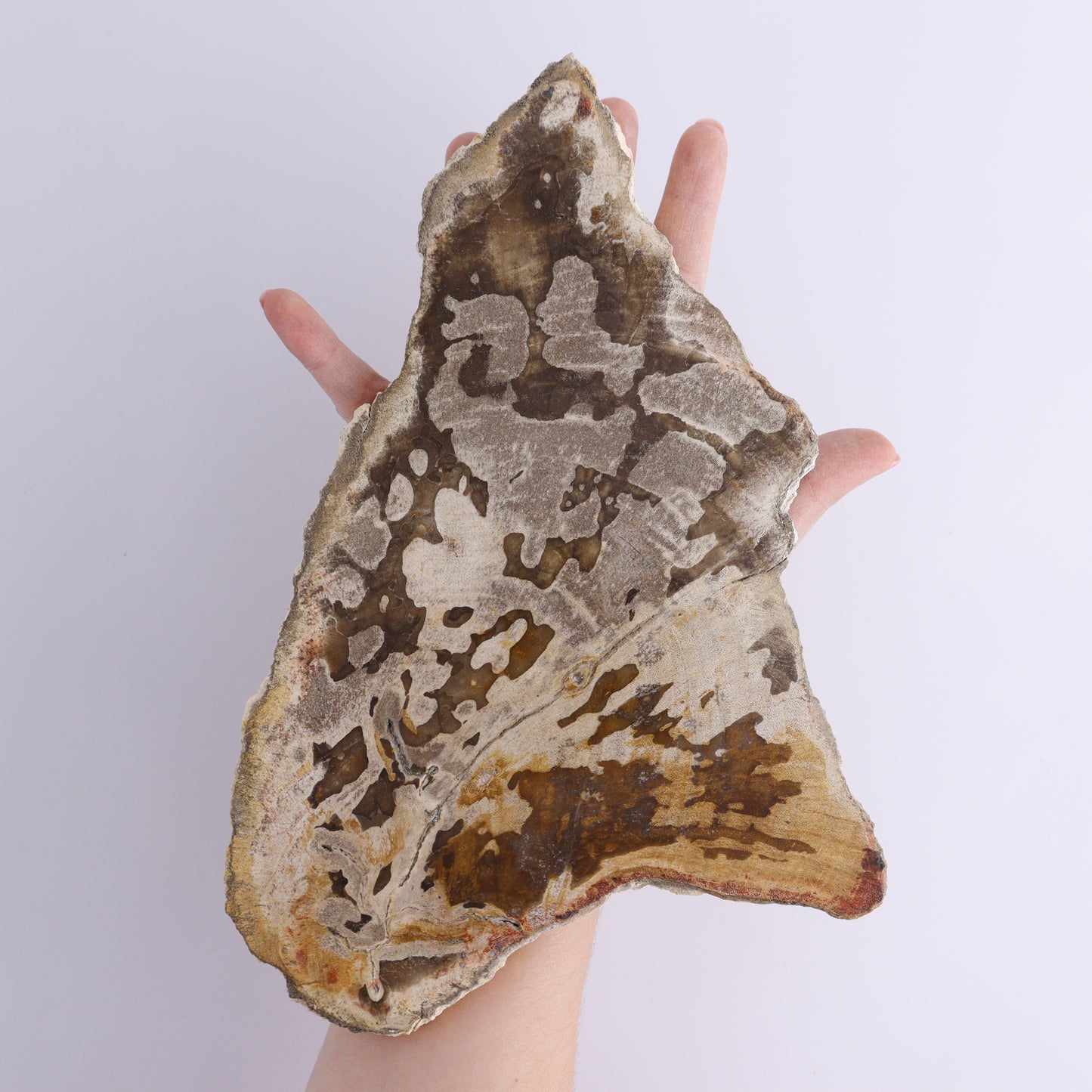 Petrified Wood Slices & Slabs Set of 3 - Expert Wholesale and Supplier of Wholesale Crystals & Bulk Gemstones, ["close_30","Freeforms","Indonesia","Petrified Wood","Slices and Slabs"]