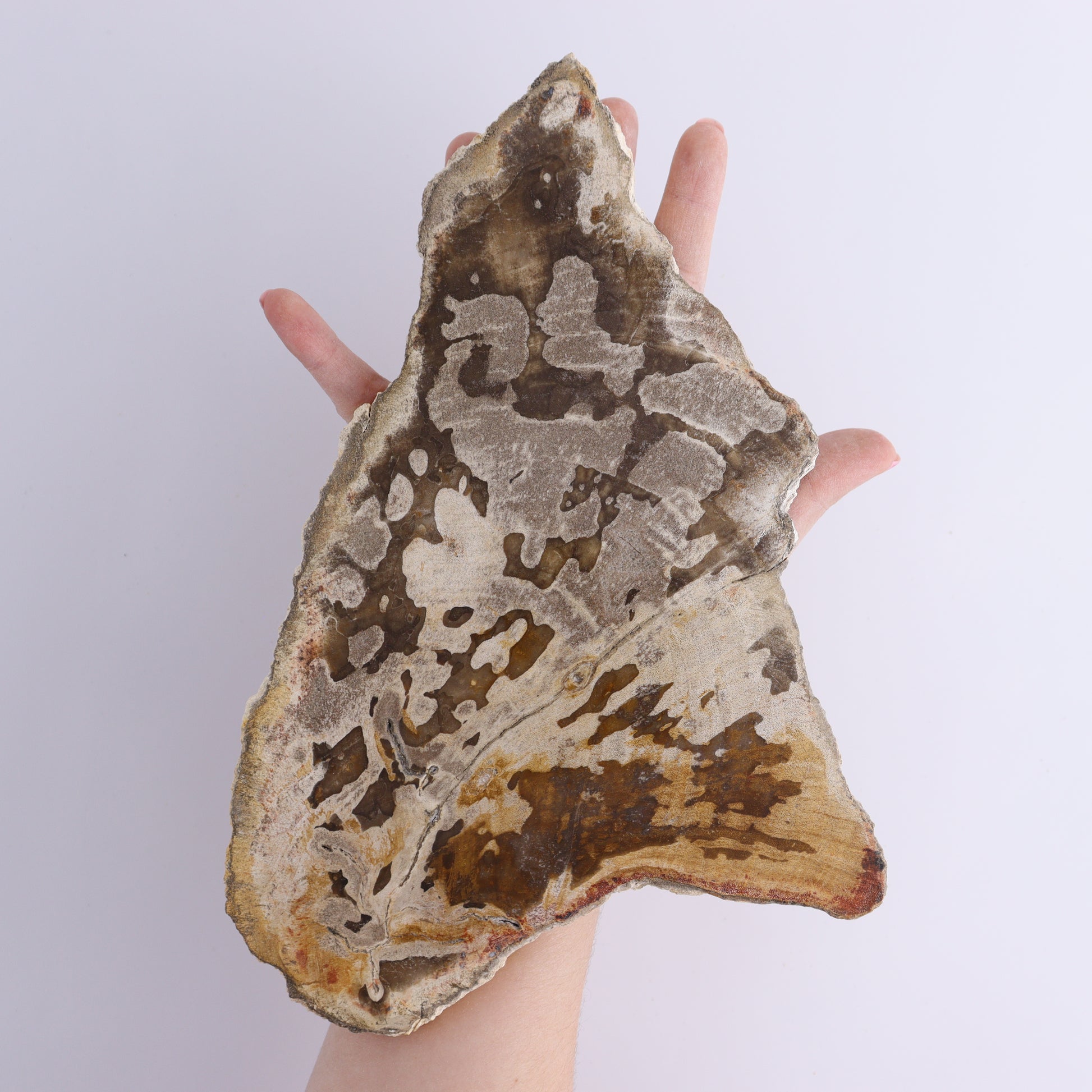 Petrified Wood Slices & Slabs Set of 3 - Expert Wholesale and Supplier of Wholesale Crystals & Bulk Gemstones, ["close_30","Freeforms","Indonesia","Petrified Wood","Slices and Slabs"]