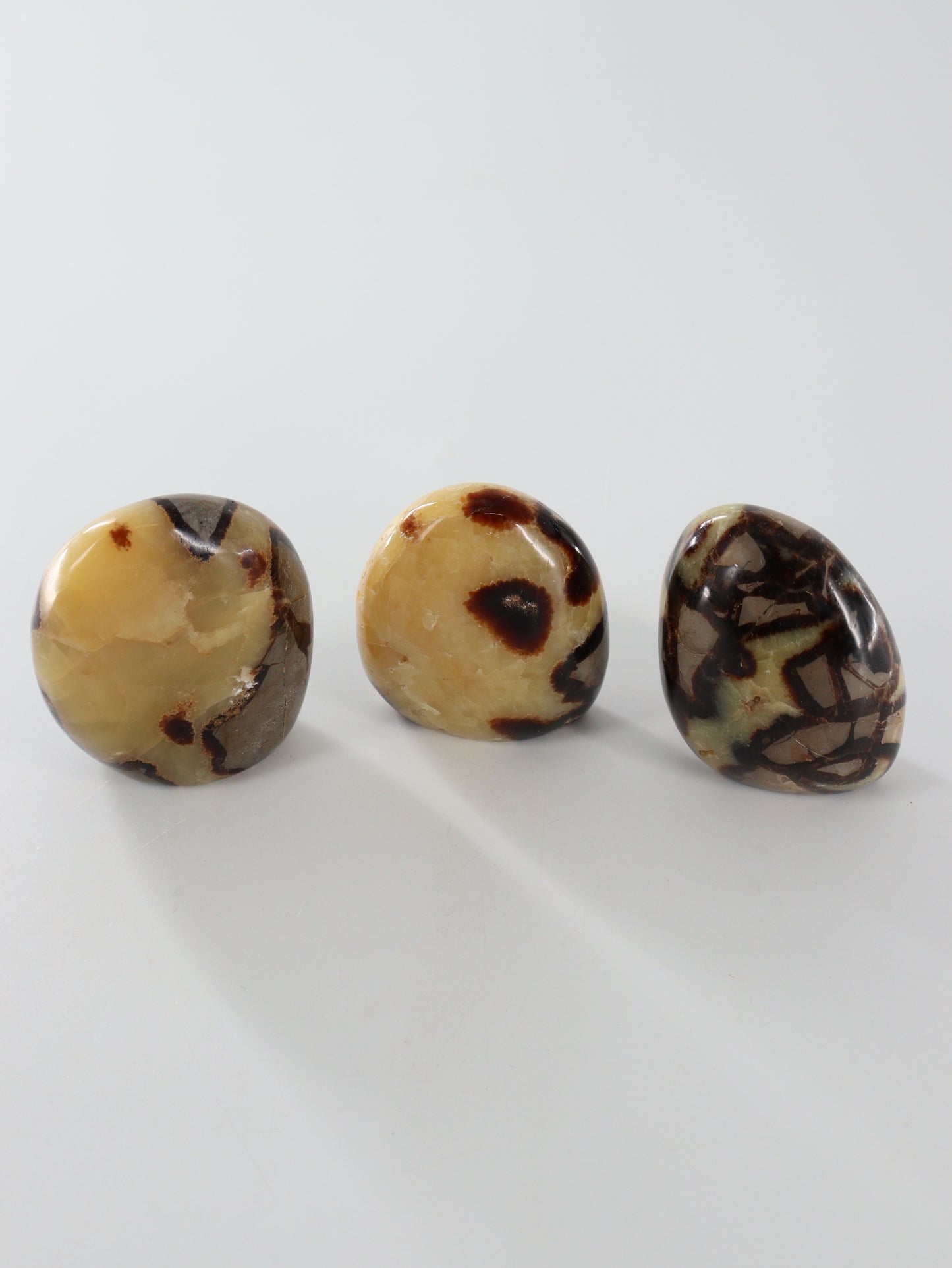 Septarian Freeforms Set of 12 - Expert Wholesale and Supplier of Wholesale Crystals & Bulk Gemstones, []