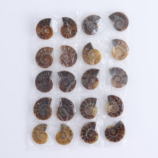 One 10 Pairs Mini Ammonite Set