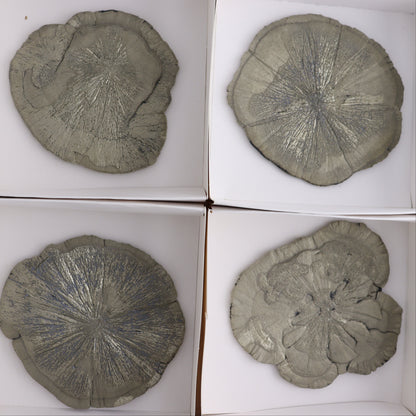 Pyrite Suns Flat of 6 - Expert Wholesale and Supplier of Wholesale Crystals & Bulk Gemstones, ["Pyrite","Suns","United States"]