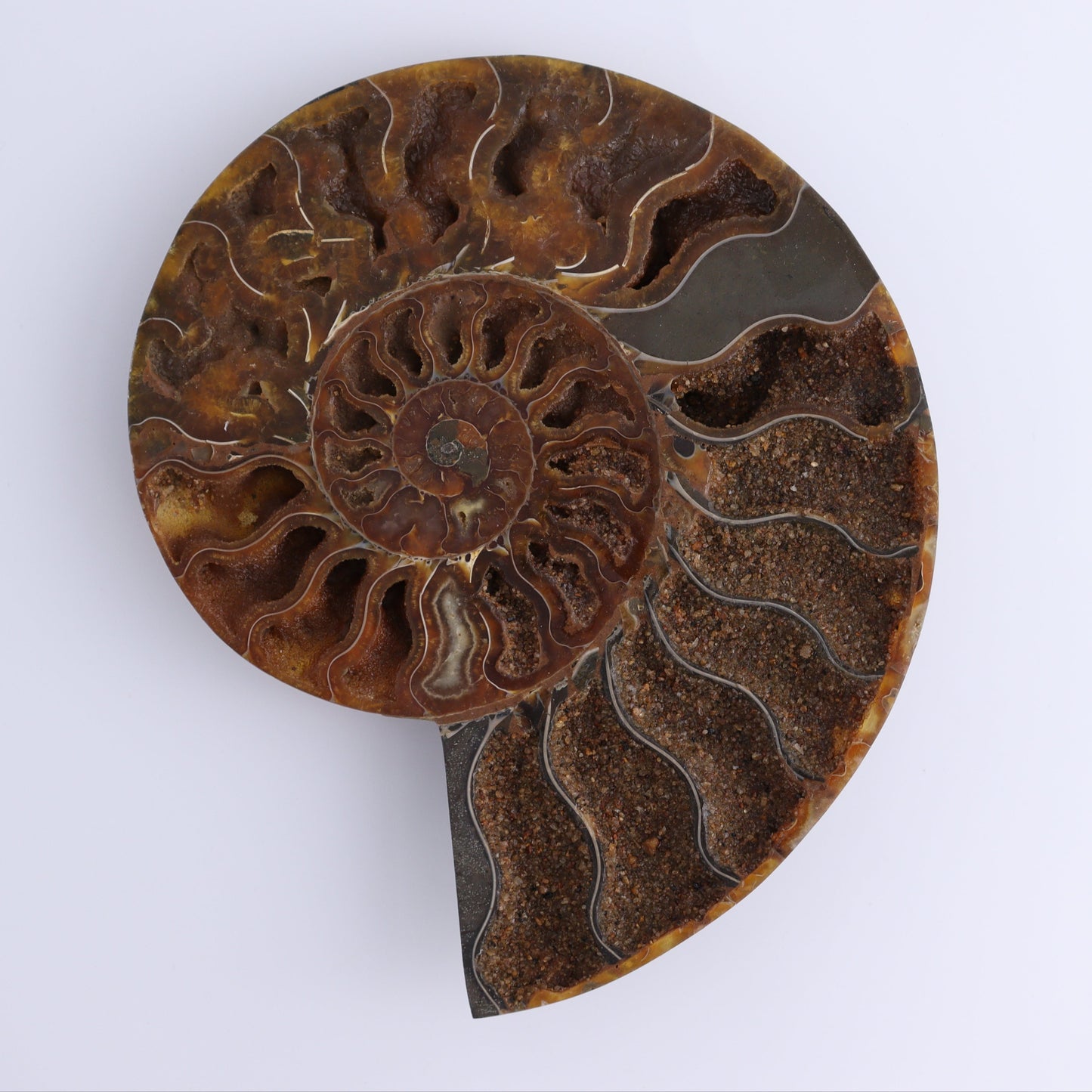 Ammonite Pair - Expert Wholesale and Supplier of Wholesale Crystals & Bulk Gemstones, ["Ammonite","close_30","Madagascar","shells"]