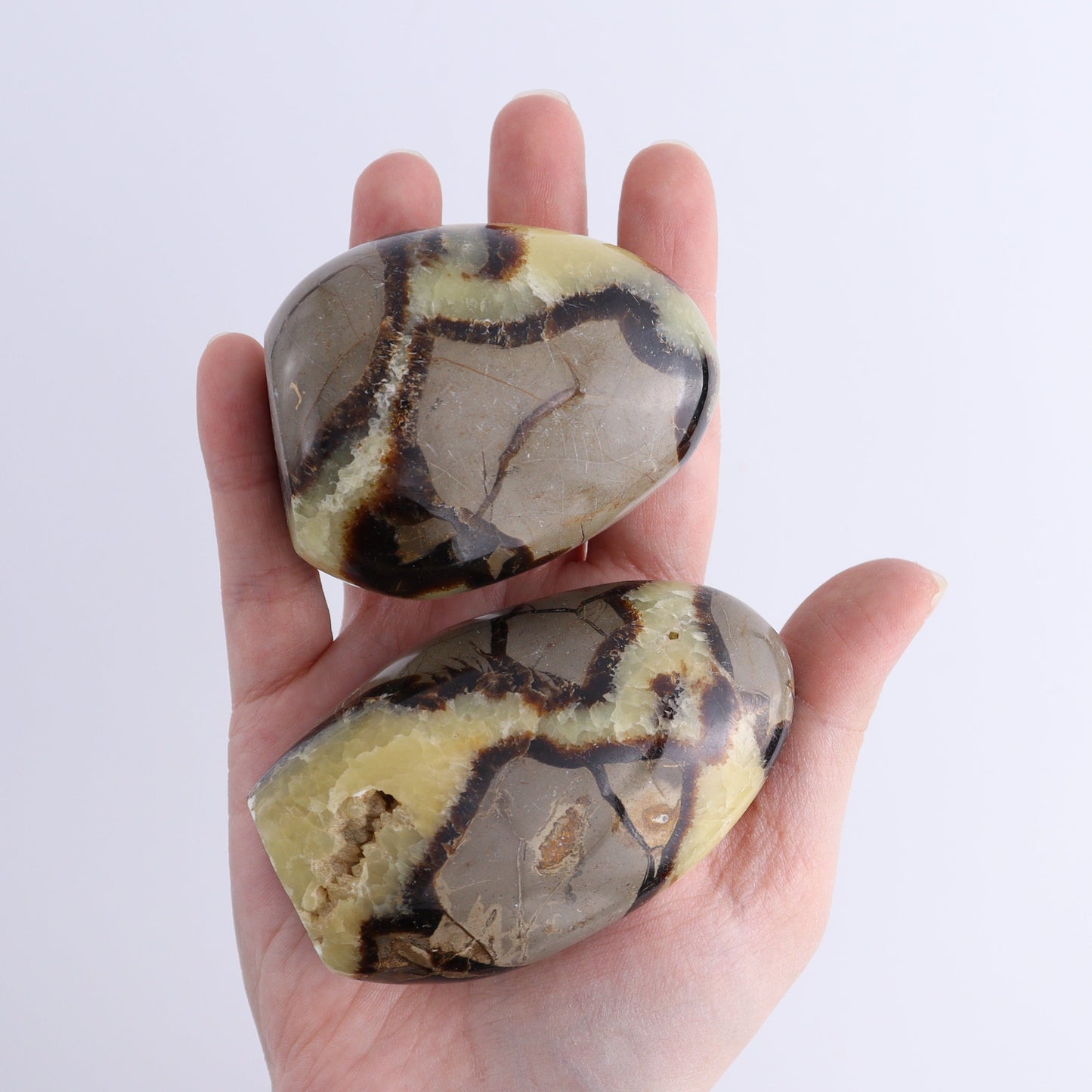 Septarian Freeforms Set of 12 - Expert Wholesale and Supplier of Wholesale Crystals & Bulk Gemstones, ["Freeforms","Madagascar","Septarian"]