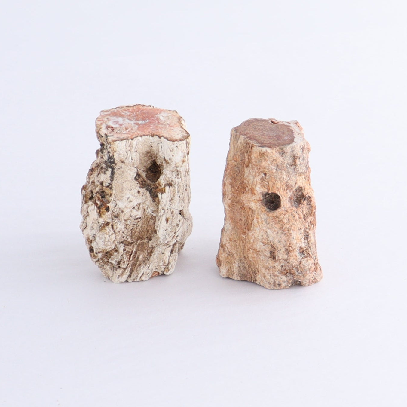 Petrified Wood Cut Bases Set of 10 - Expert Wholesale and Supplier of Wholesale Crystals & Bulk Gemstones, ["Cut Base","Petrified Wood"]