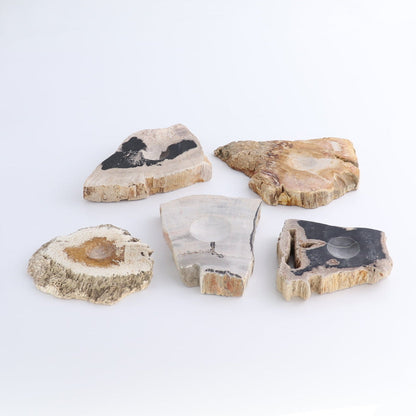 One Petrified Wood Sphere Holder