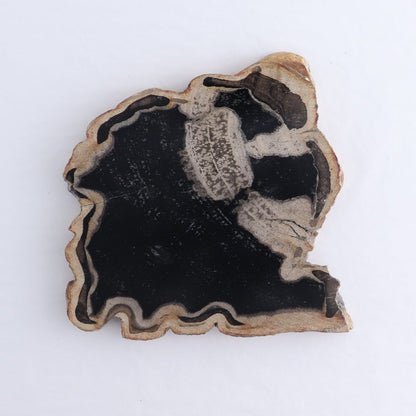 Petrified Wood Slices & Slabs Set of 4