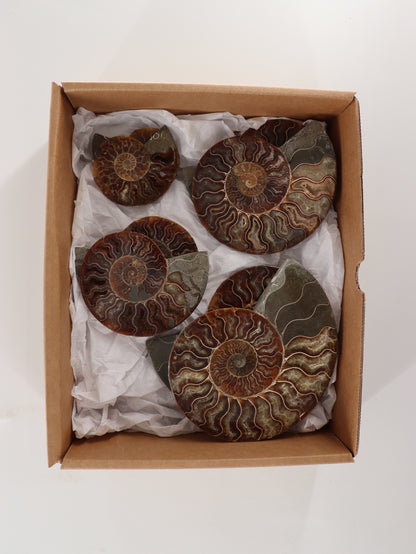 Ammonite Pairs Set of 4